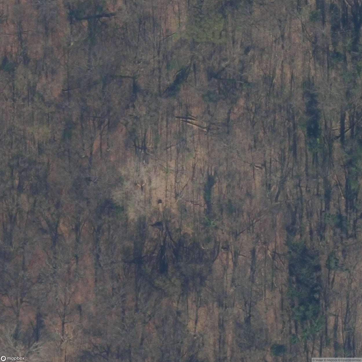 Staalduinse Dunes [NLD]