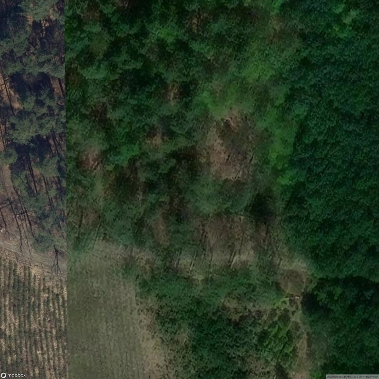 Historic Cemetery Niezdrowice [POL] #35834